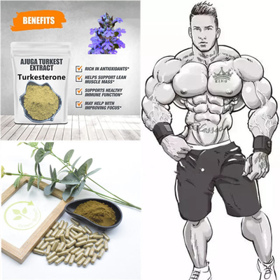 Natuurlijke de Installatieuittreksels van 500mg Turkestanica