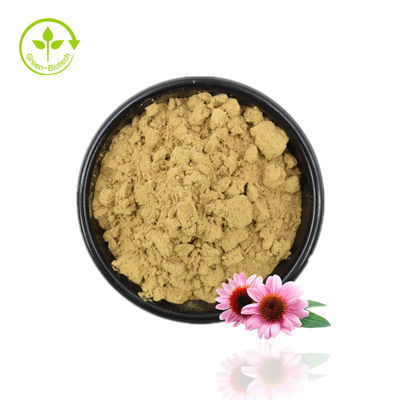 Hoogwaardig Echinacea-extractpoeder Echinacea Purpurea-extract 4% polyfenolpoeder
