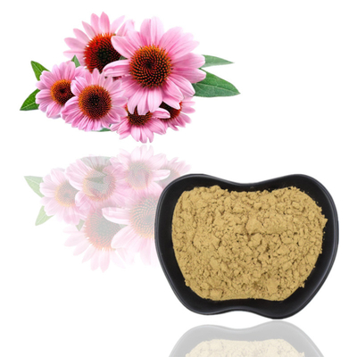 100% organisch het Uittreksel4% Polyphenols 2% Chicoric van Echinacea Purpurea Zuur