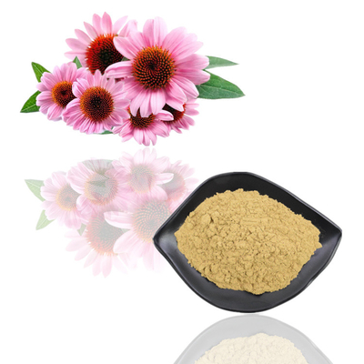 Van het de Installatieuittreksel van de voedselrang van het Poederechinacea Purpurea de Bloemuittreksel
