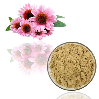 De zuivere Natuurlijke van het Poederechinacea Purpurea van het Installatieuittreksel Massa van het het Uittrekselpoeder