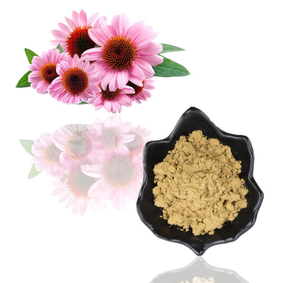 Polyphenols 4% van het Installatieuittreksel het Zure 1% 4% Echinacea Purpurea Uittreksel van het Poedercichoric