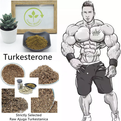 Onbestraald het Uittrekselpoeder 2% 10% 40% van Ajuga Turkestanica