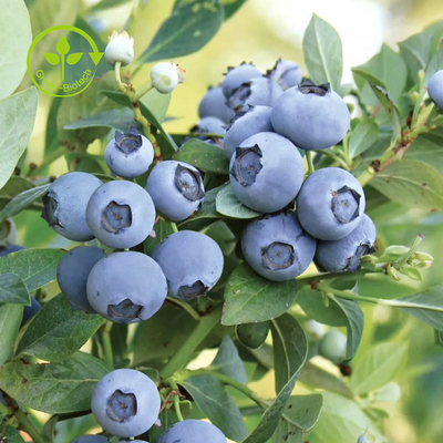 Zuivere Organische het Poederanthocyanin 25% van het Bosbessenuittreksel