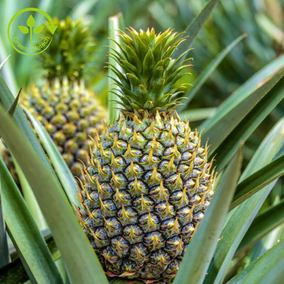 100000u/G het Uittreksel van het ananasfruit met Bromelain Enzympoeder