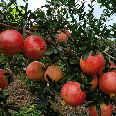 Het zuivere Natuurlijke Poeder Punicalagin CAS 65995-63-3 van het Granaatappeluittreksel