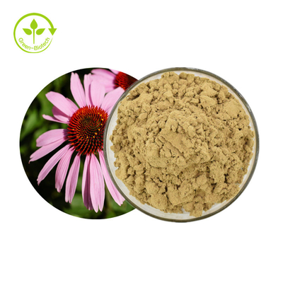 Het Uittreksel4% Polyphenols van installatieechinacea Purpurea poederen Gezond Zorgproduct