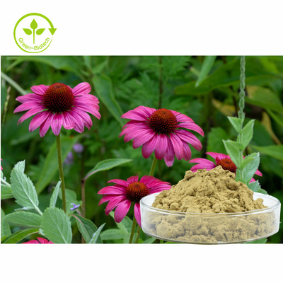 Het Uittreksel4% Polyphenols van installatieechinacea Purpurea poederen Gezond Zorgproduct