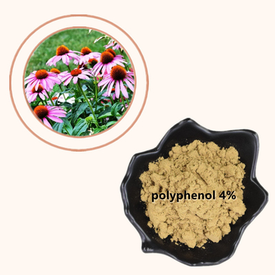 Het Uittreksel4% Polyphenols van installatieechinacea Purpurea poederen Gezond Zorgproduct
