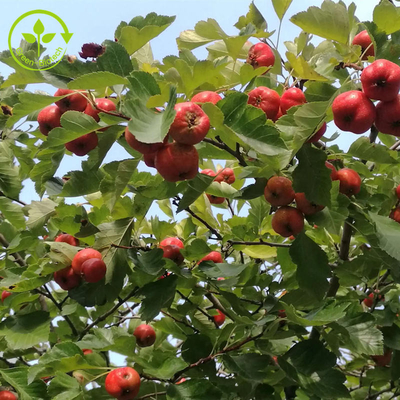 Het Poedercrataegus van haagdoornberry extract flavones 80% Bladuittreksel