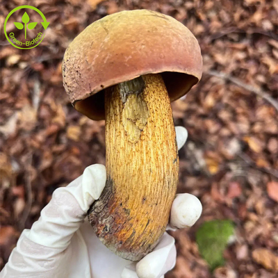Van de Koningsbolete extract boletus van de voedselrang Poeder van het het Uittreksel30% Polysaccharide Edulis