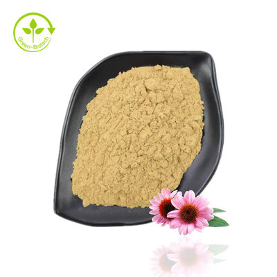 Hoogzuiver Echinacea Purpurea-extractpoeder 10% -40% Echinacoside