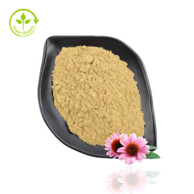 Hoogzuiver Echinacea Purpurea-extractpoeder 10% -40% Echinacoside