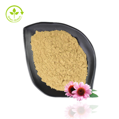 Heet verkopend Echinacea Purpurea-extract 4% -6% polyfenol 2% -4% natuurlijk Echinacea-poeder