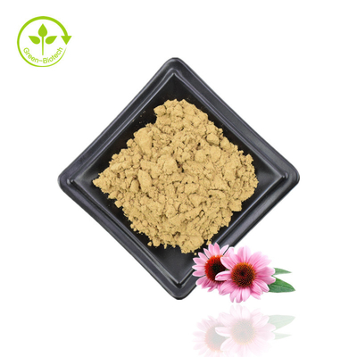 Levering Echinacea Purpurea-extract Echinacea-extract Natuurlijk Echinacea Purpurea-bloemenextract 4% polyfenolen