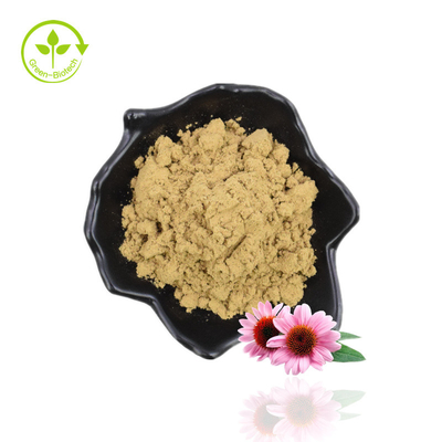 Fabricage Levering Echinacea Purpurea Chicoric Acid Echinacea Extract