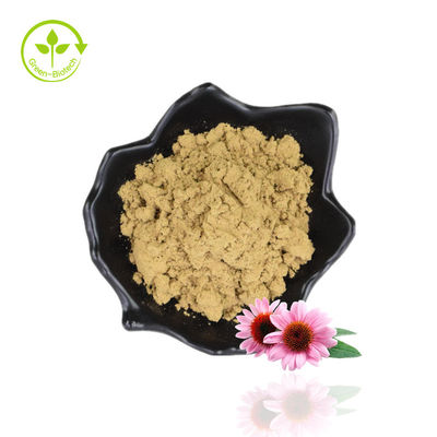 Bulk 4% polyfenol Echinacea Purpurea-extractpoeder Paarse zonnehoed-extract