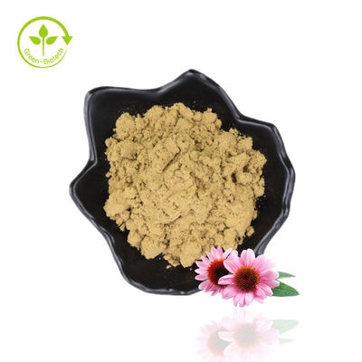 Bulk 4% polyfenol Echinacea Purpurea-extractpoeder Paarse zonnehoed-extract