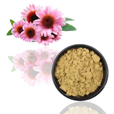 100% organisch het Uittreksel4% Polyphenols 2% Chicoric van Echinacea Purpurea Zuur