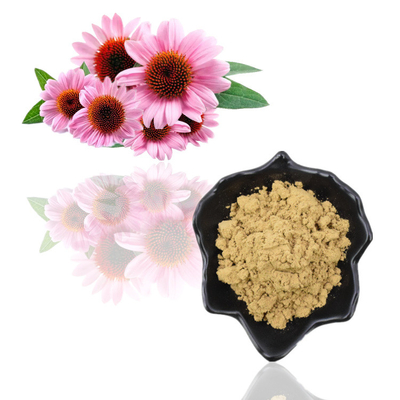 Kruiden van het de Worteluittreksel van Echinacea Purpurea Polyphenols 4% Echinacea Purpurea Uittreksel