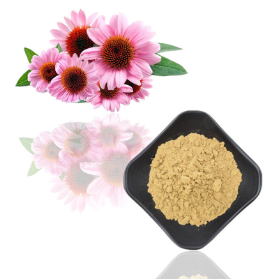 Kruiden van het de Worteluittreksel van Echinacea Purpurea Polyphenols 4% Echinacea Purpurea Uittreksel