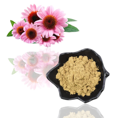 Polyphenols 4% van het Installatieuittreksel het Zure 1% 4% Echinacea Purpurea Uittreksel van het Poedercichoric