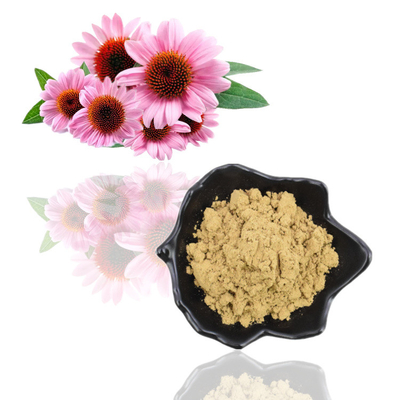Puur natuurlijk organisch Echinacea Purpurea-extract 4% polyfenolpoeder