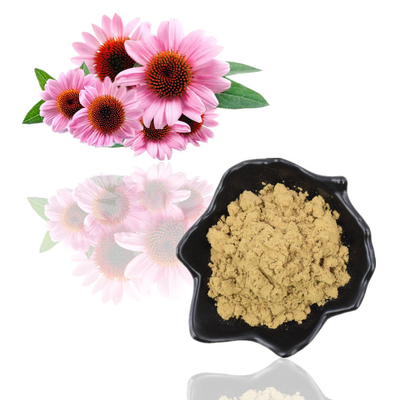 Puur natuurlijk organisch Echinacea Purpurea-extract 4% polyfenolpoeder