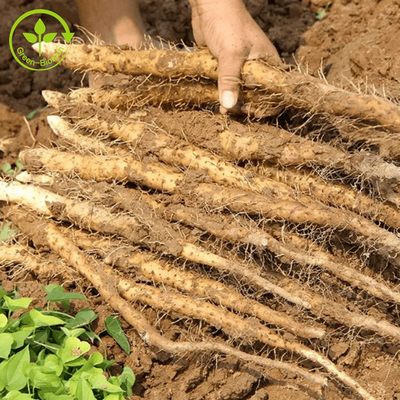 Voedsel/Kosmetische Rang Natuurlijk Yam Extract 98% Diosgenin Wild Yam Extract Powder